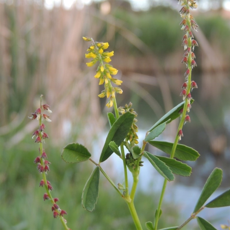 Melilotus indicus