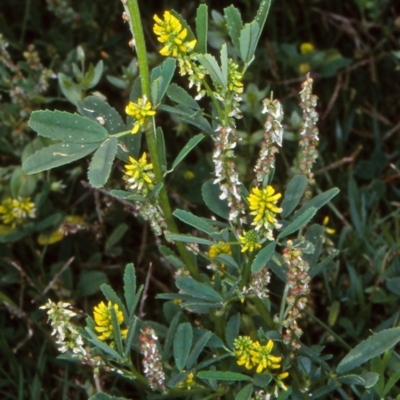 Melilotus indicus