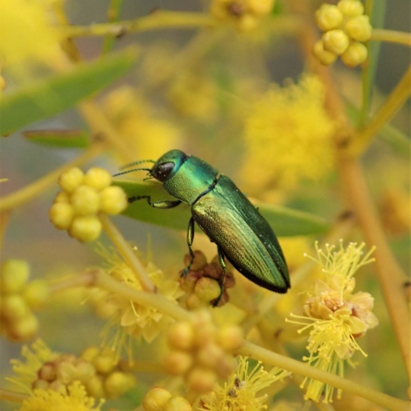 Melobasis obscurella