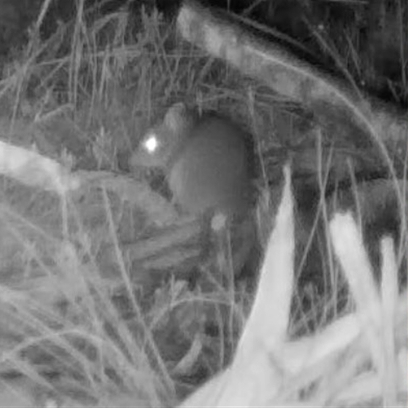 Antechinus sp. (genus)