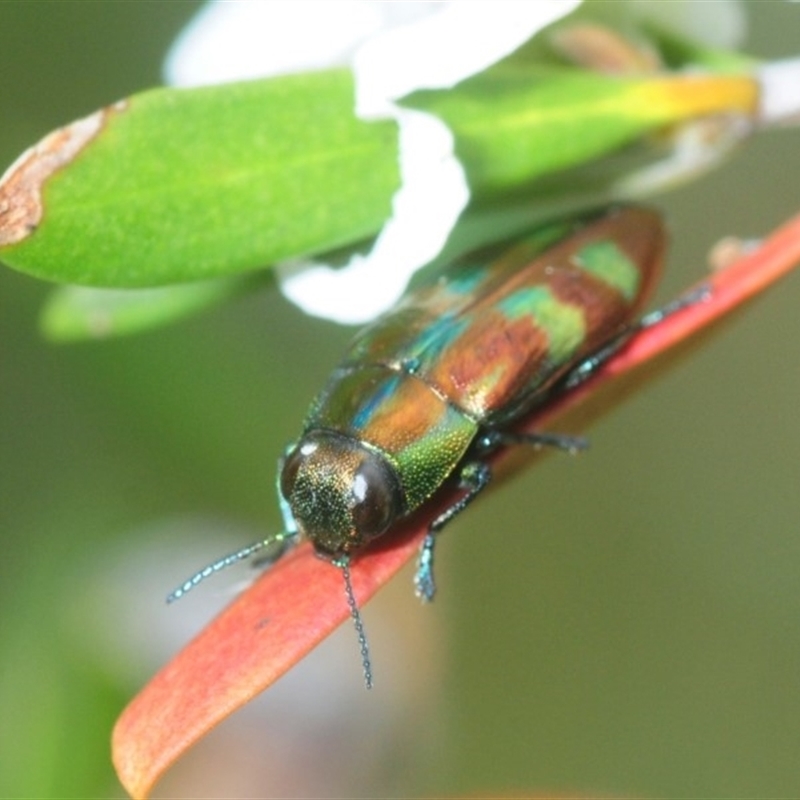 Melobasis sp. (genus)