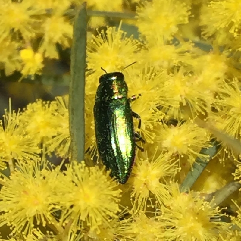 Melobasis sp. (genus)