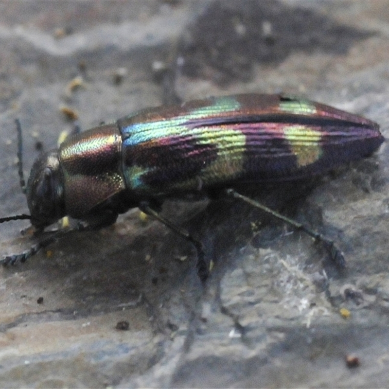 Melobasis sp. (genus)