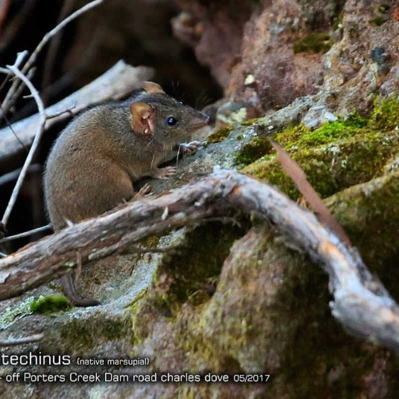 Antechinus stuartii