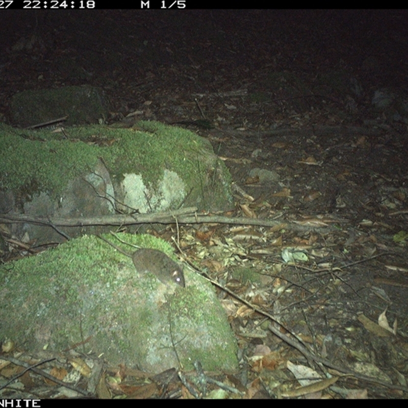 Antechinus stuartii