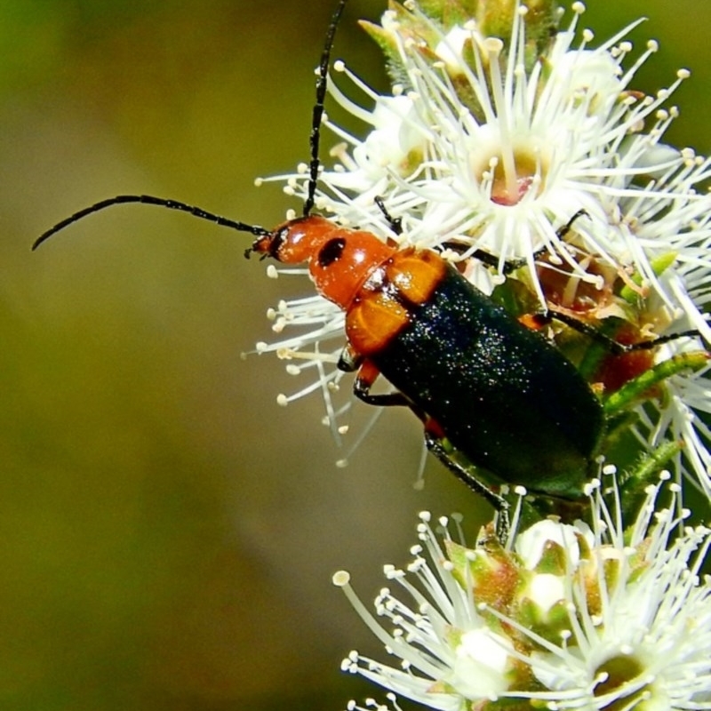 Meloidae (family)