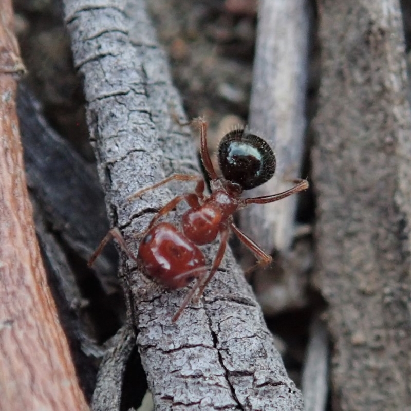 Melophorus perthensis