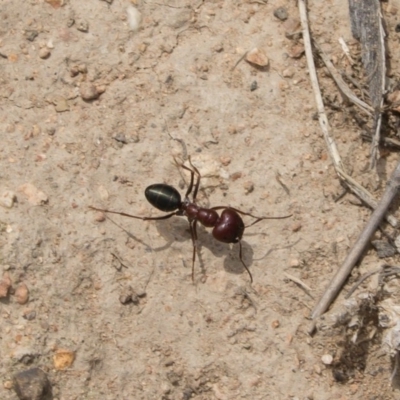 Melophorus rufoniger