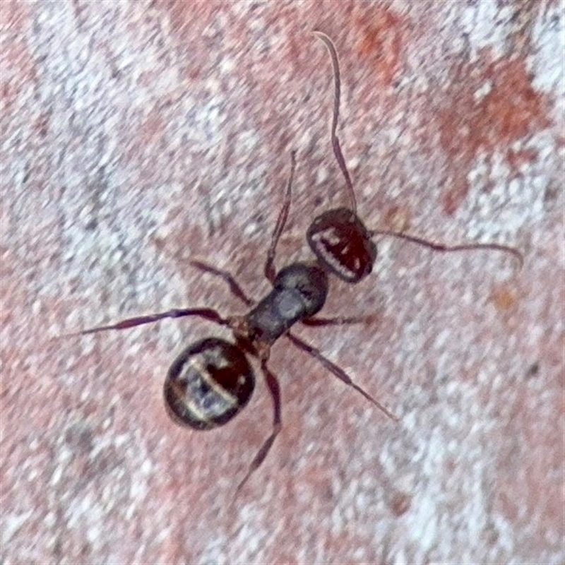 Melophorus sp. (genus)