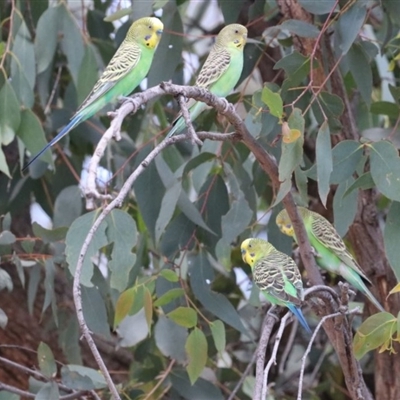 Melopsittacus undulatus