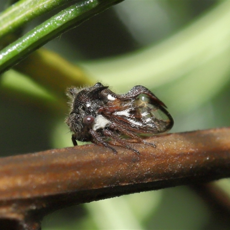 Membracidae sp. (family)