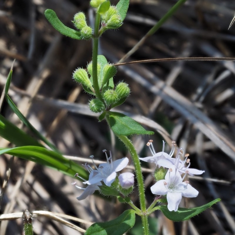 Mentha diemenica