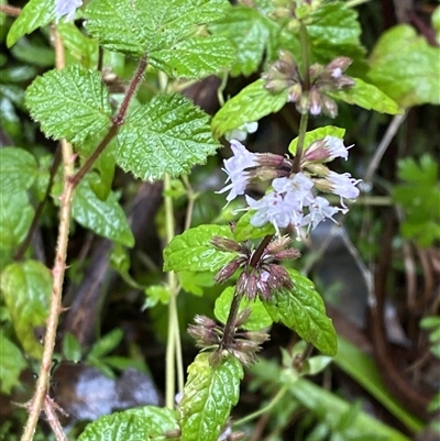 Mentha laxiflora