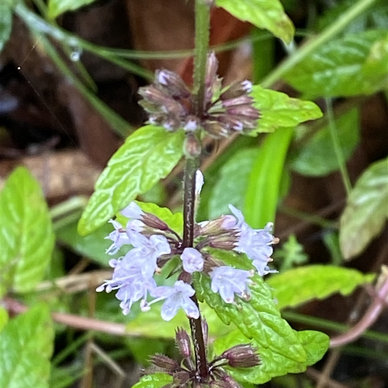 Mentha laxiflora