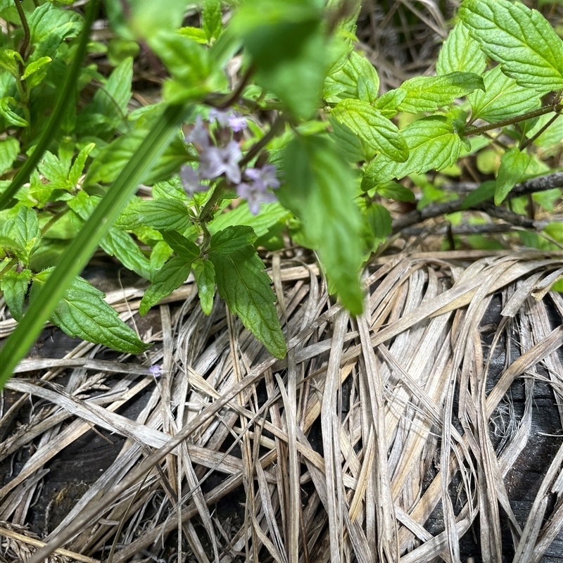 Mentha laxiflora