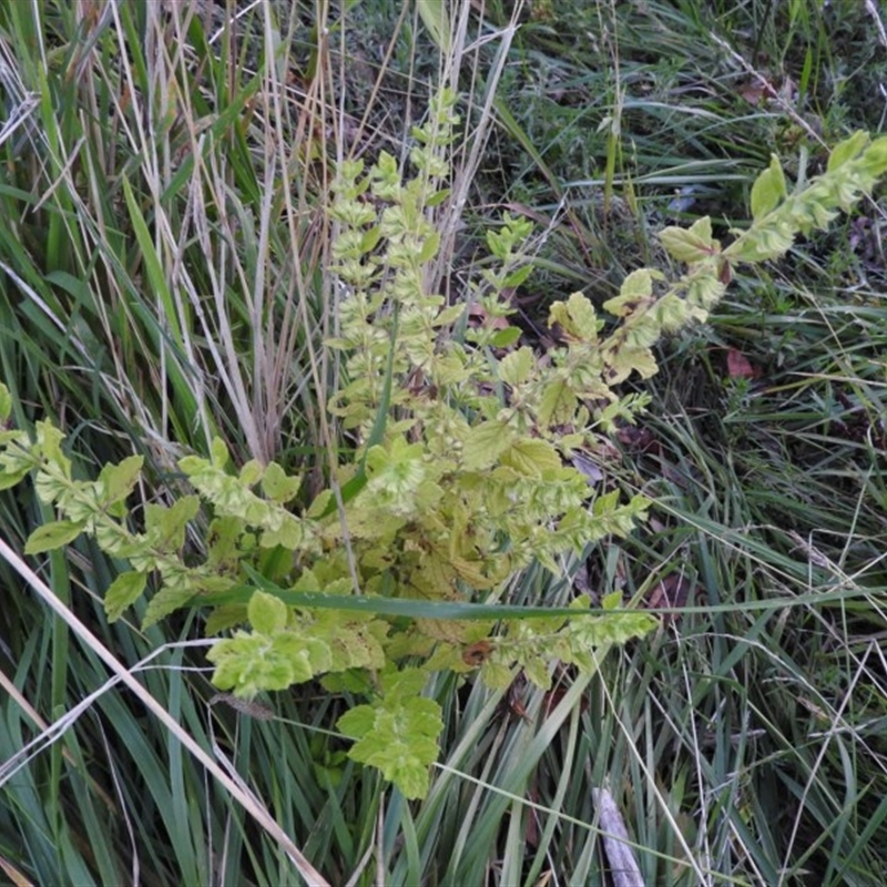 Mentha pulegium