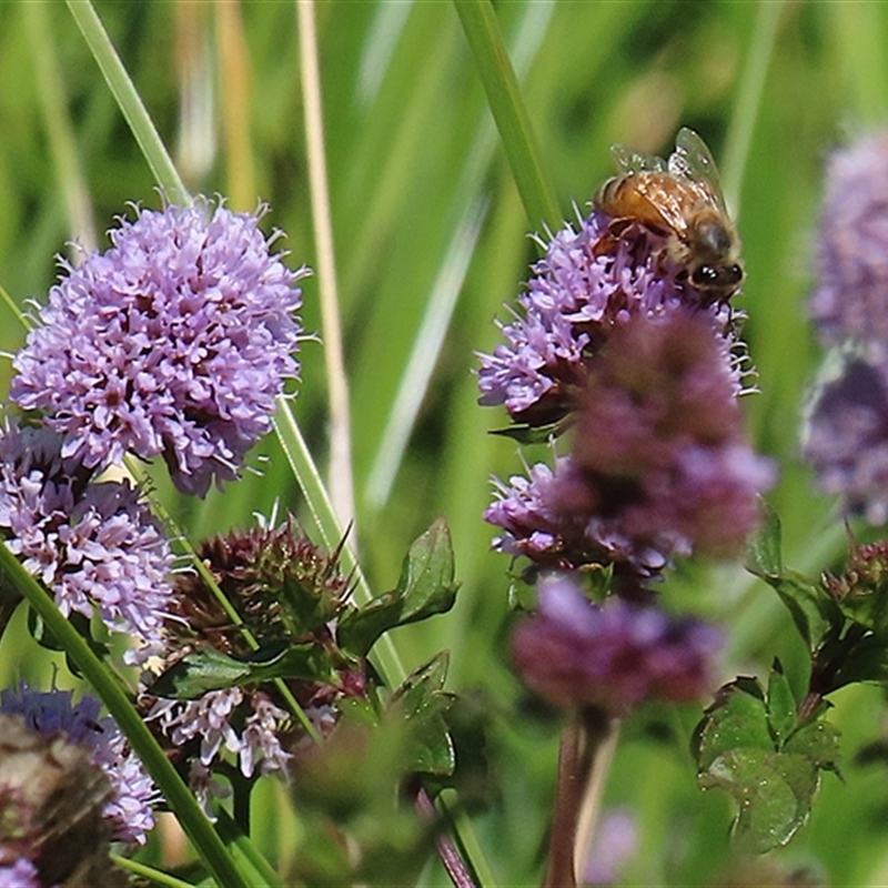 Mentha pulegium