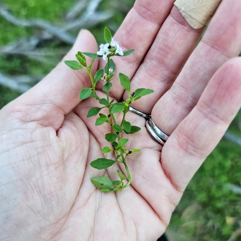 Mentha satureioides