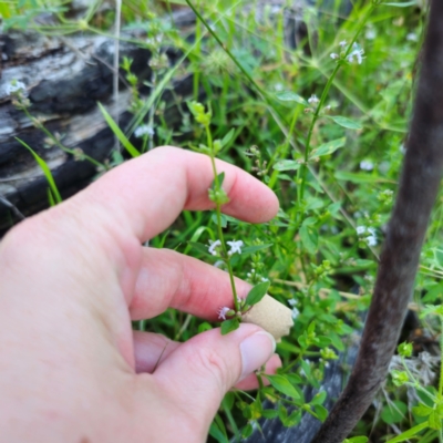 Mentha satureioides