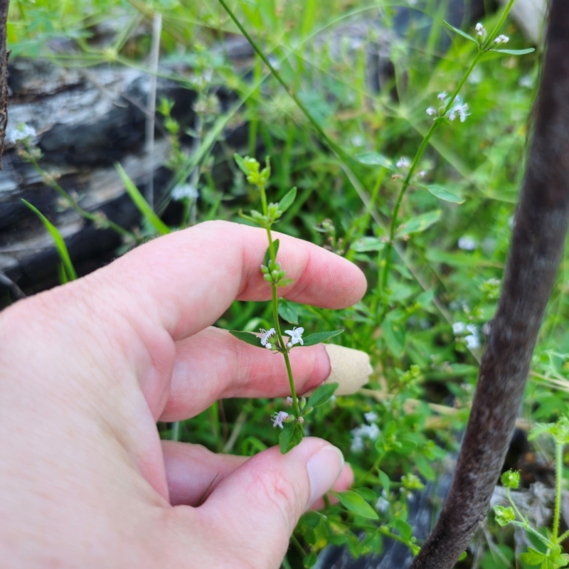 Mentha satureioides