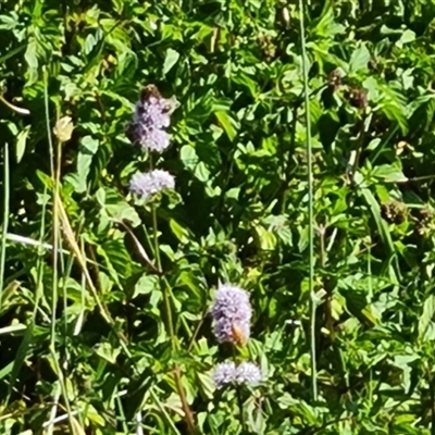 Mentha sp.