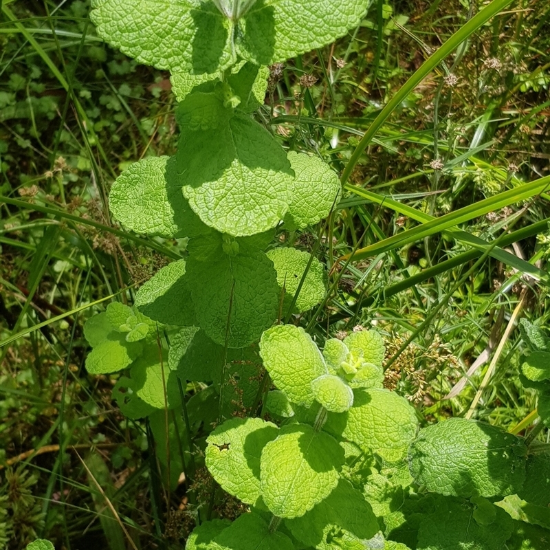 Mentha sp.