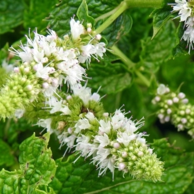 Mentha spicata