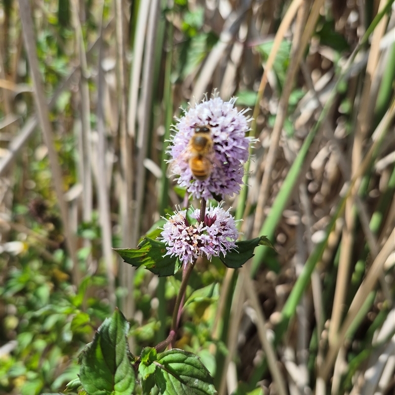 Mentha x piperita