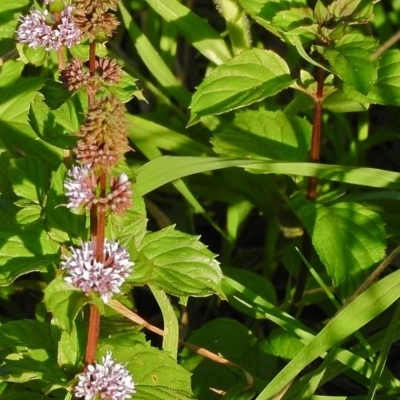 Mentha x piperita var. citrata