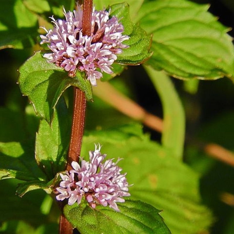 Mentha x piperita var. citrata