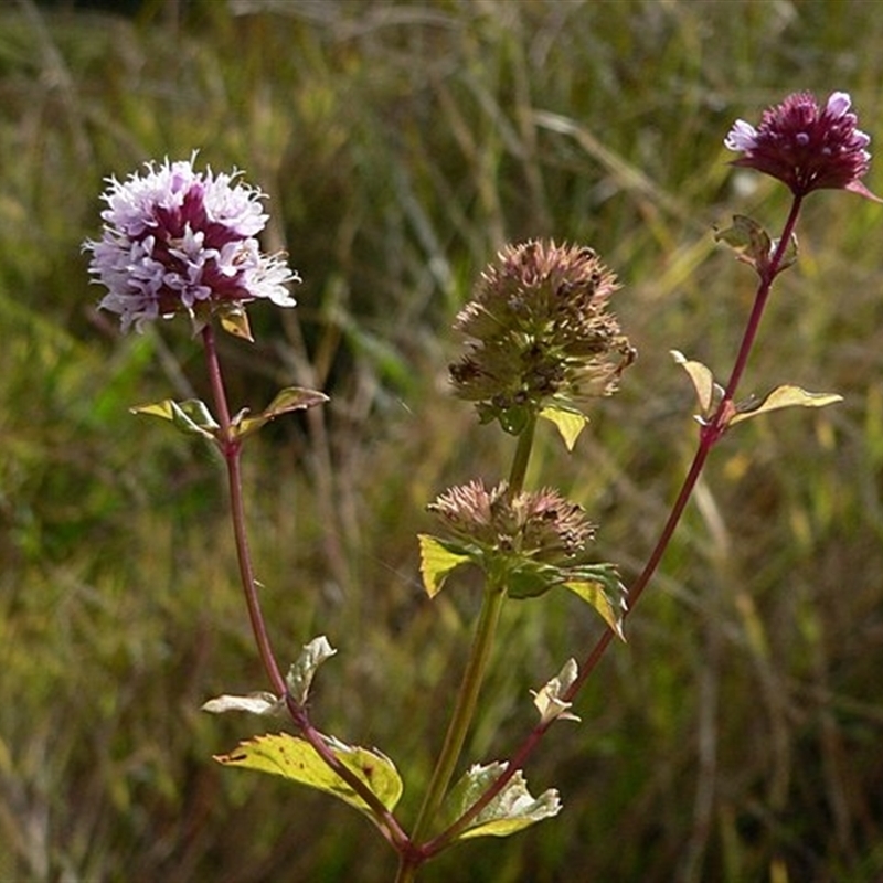 Mentha x piperita var. piperita