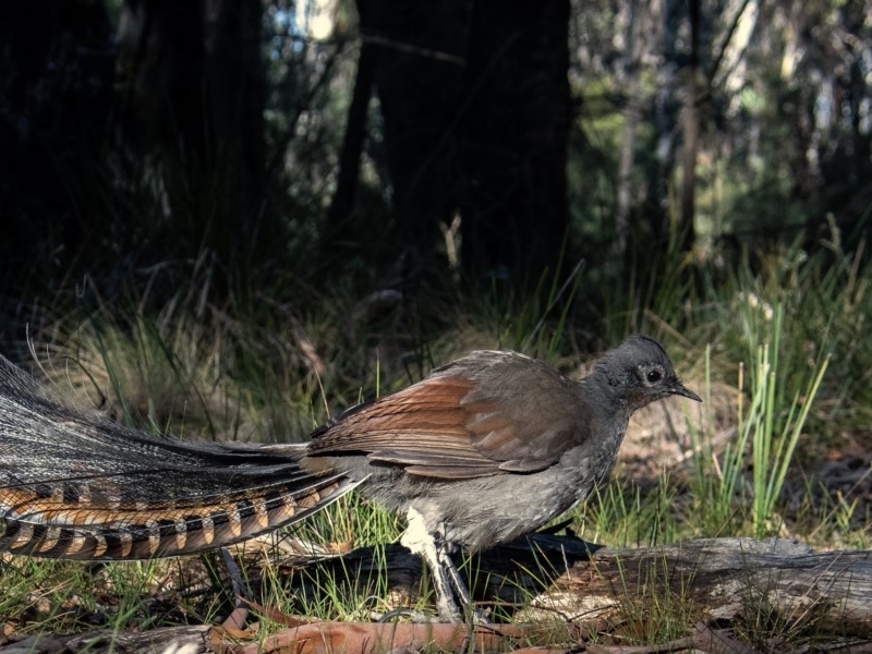 Menura novaehollandiae (Superb Lyrebird) - Canberra & Southern
