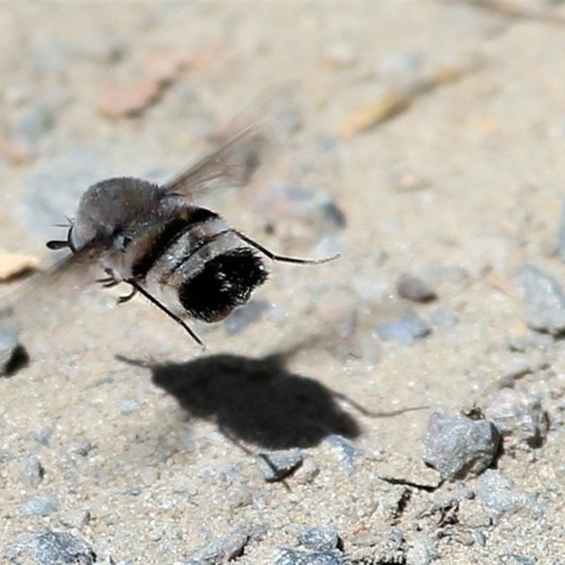 Black & Grey True Bee Fly - Lake Conjola