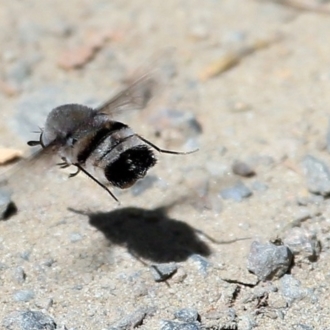 Black & Grey True Bee Fly - Lake Conjola