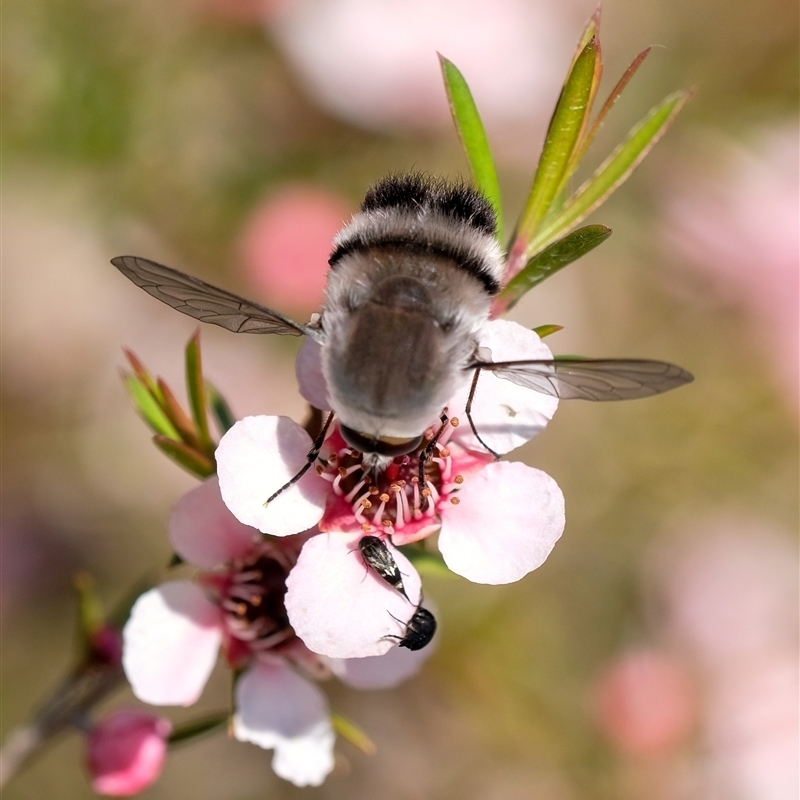 Meomyia sp.