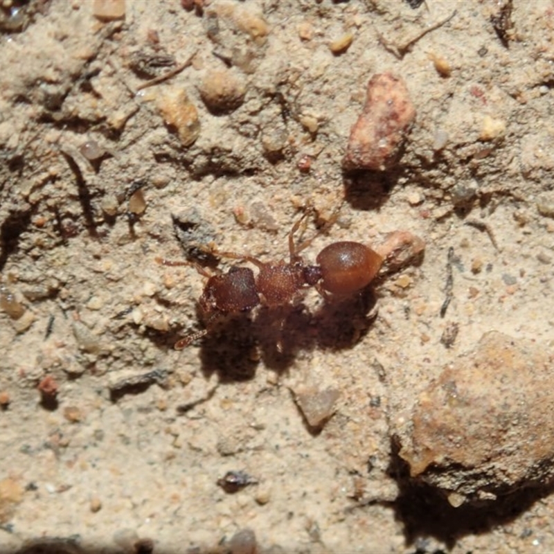 Meranoplus sp. (genus)