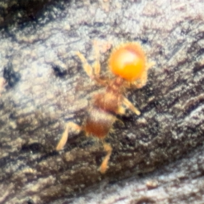 Meranoplus sp. (genus)