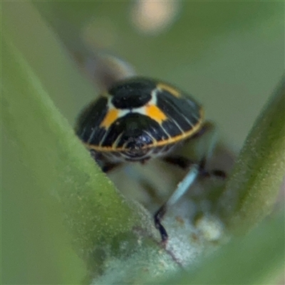 Antestiopsis cederwaldi