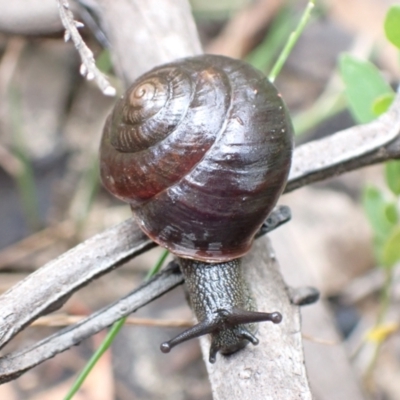 Sauroconcha jervisensis