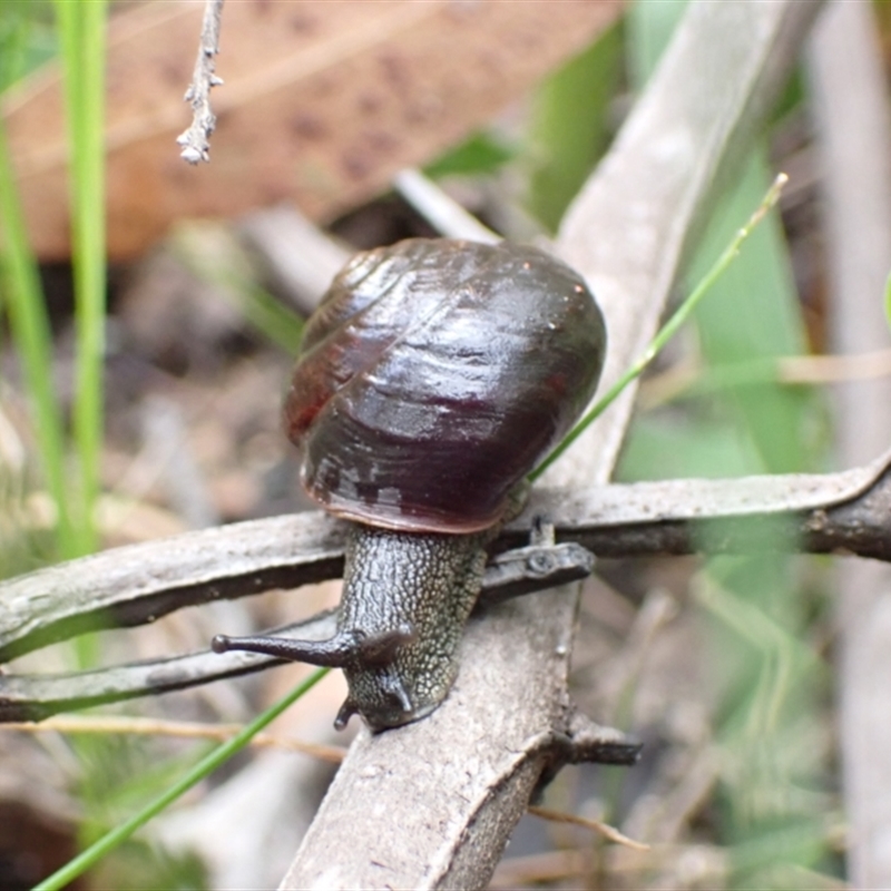 Sauroconcha jervisensis