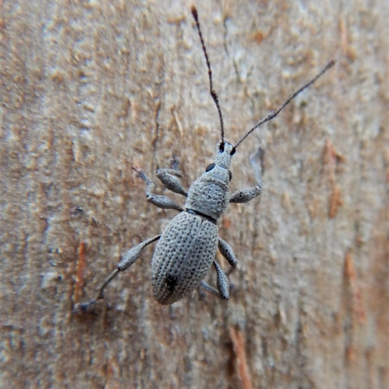 Merimnetes (genus)