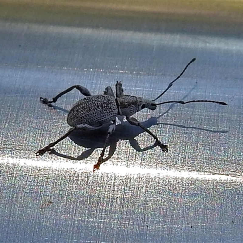 Merimnetes (genus)