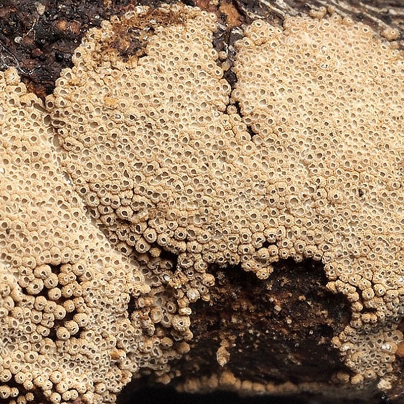 Merismodes anomala