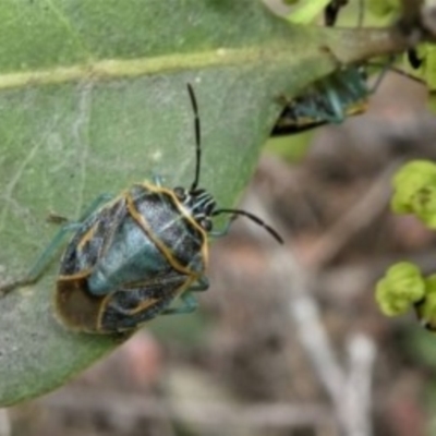 Antestiopsis sp. (genus)