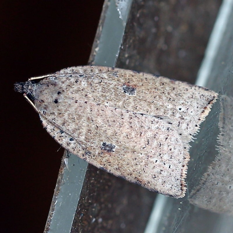 Meritastis polygraphana