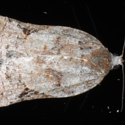 Meritastis ursina