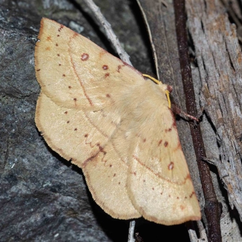 Anthela acuta