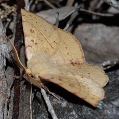 Anthela acuta