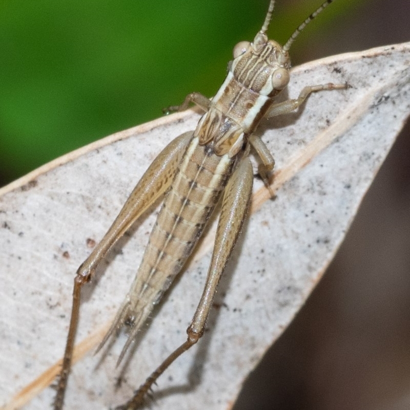 Merrinella tandanya