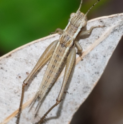 male, Wonboyn. Paul Whitington